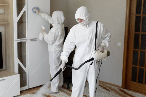 Best White Mold Remediation in Belle Rose, LA