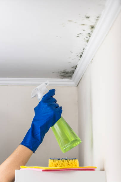 Trusted Belle Rose, LA Mold Remediation Experts